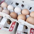 Eggs in carton