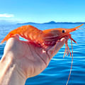 shrimp