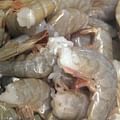 fresh shrimp